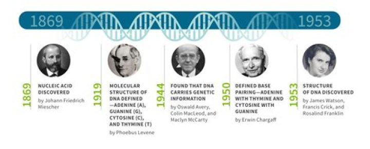 Who discovered the phenotypes?