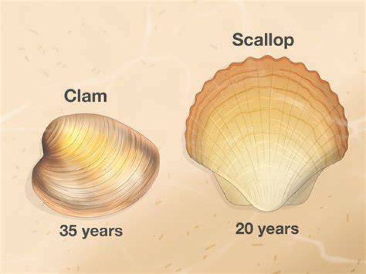 Who is the scallop shell associated with?