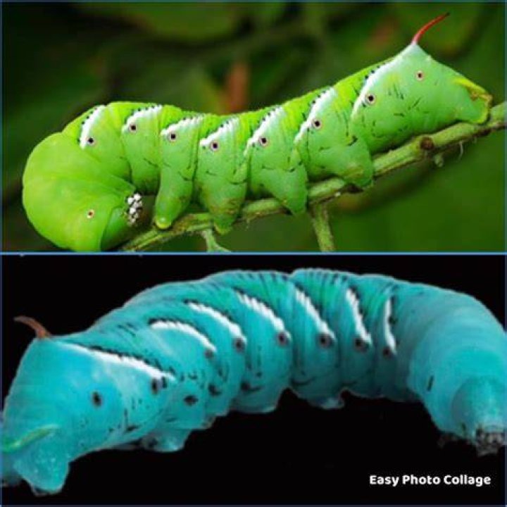 Why are hornworms blue?