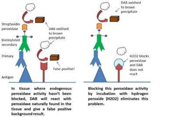 Why block endogenous peroxidase activity?