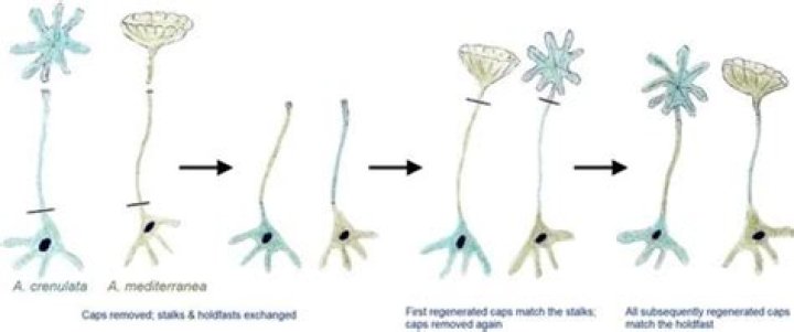 Why does acetabularia challenge ideas about cells?