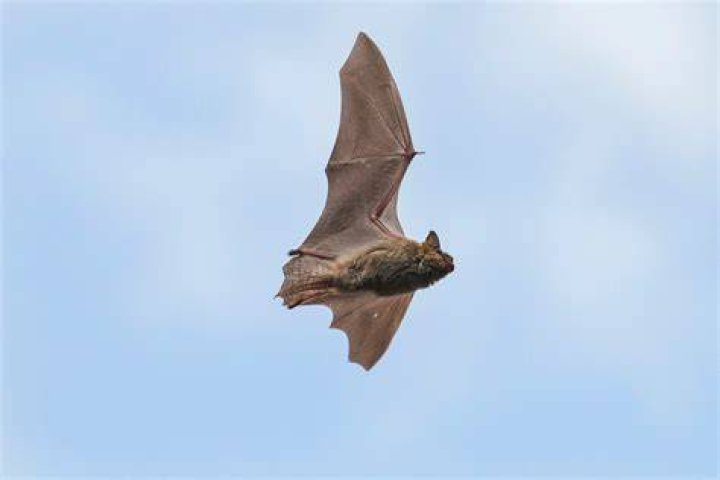 Will a bat fly into a net?