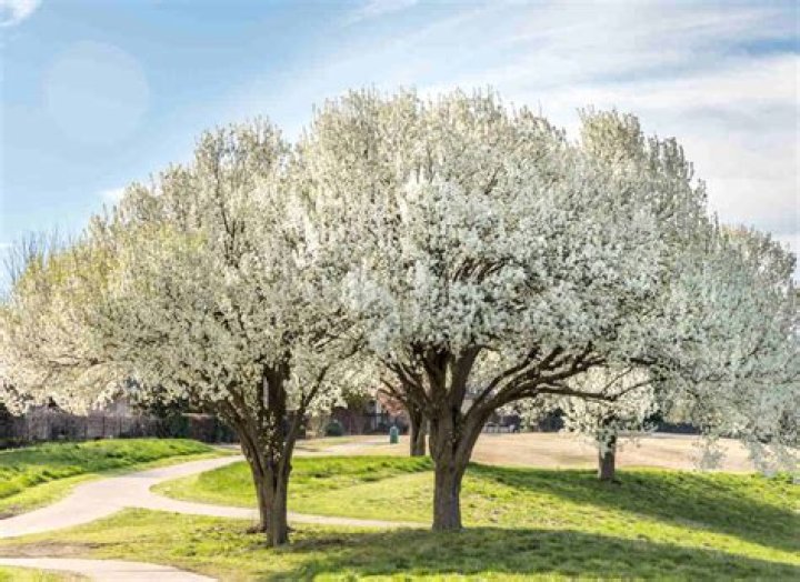 Will bradford pear tree grow back?