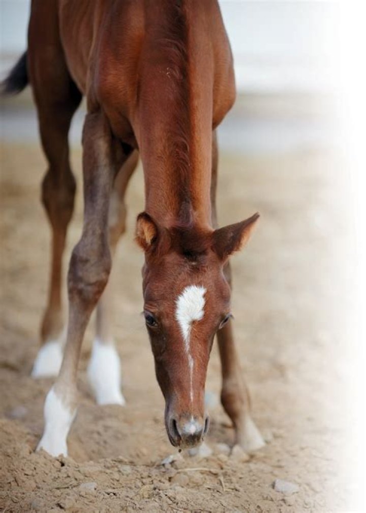 Will foals legs straighten?