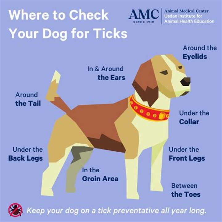 Will lyme disease kill my dog?