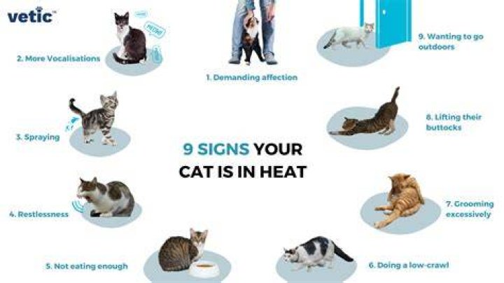 Will my cat warm up to my dog?